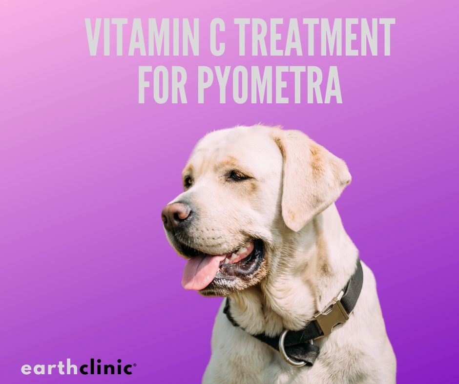 Vitamin C for Pyometra.